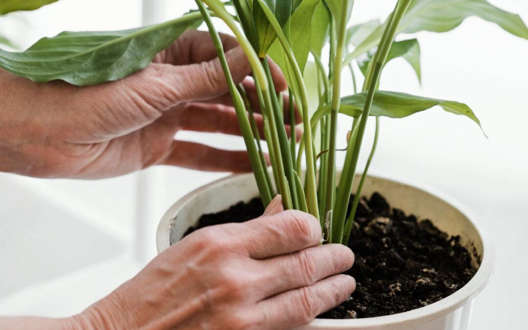 Top Five Easy Care Houseplants